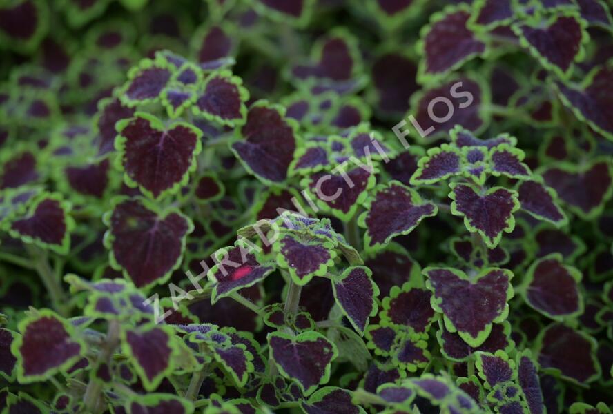 Pochvatec, Pokojová kopřiva 'Great Falls Alamare' - Coleus blumei 'Great Falls Alamare'