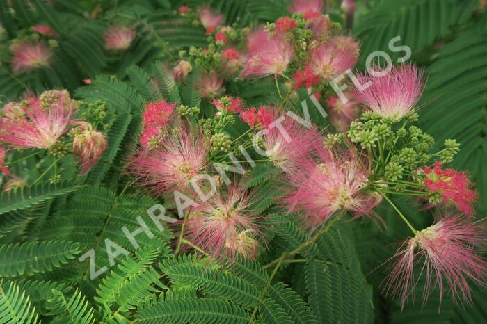 Kapinice, perská akácie - Albizia julibrissin
