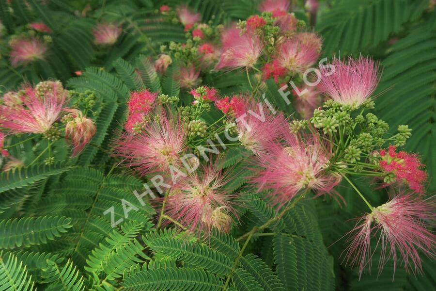 Kapinice, perská akácie - Albizia julibrissin