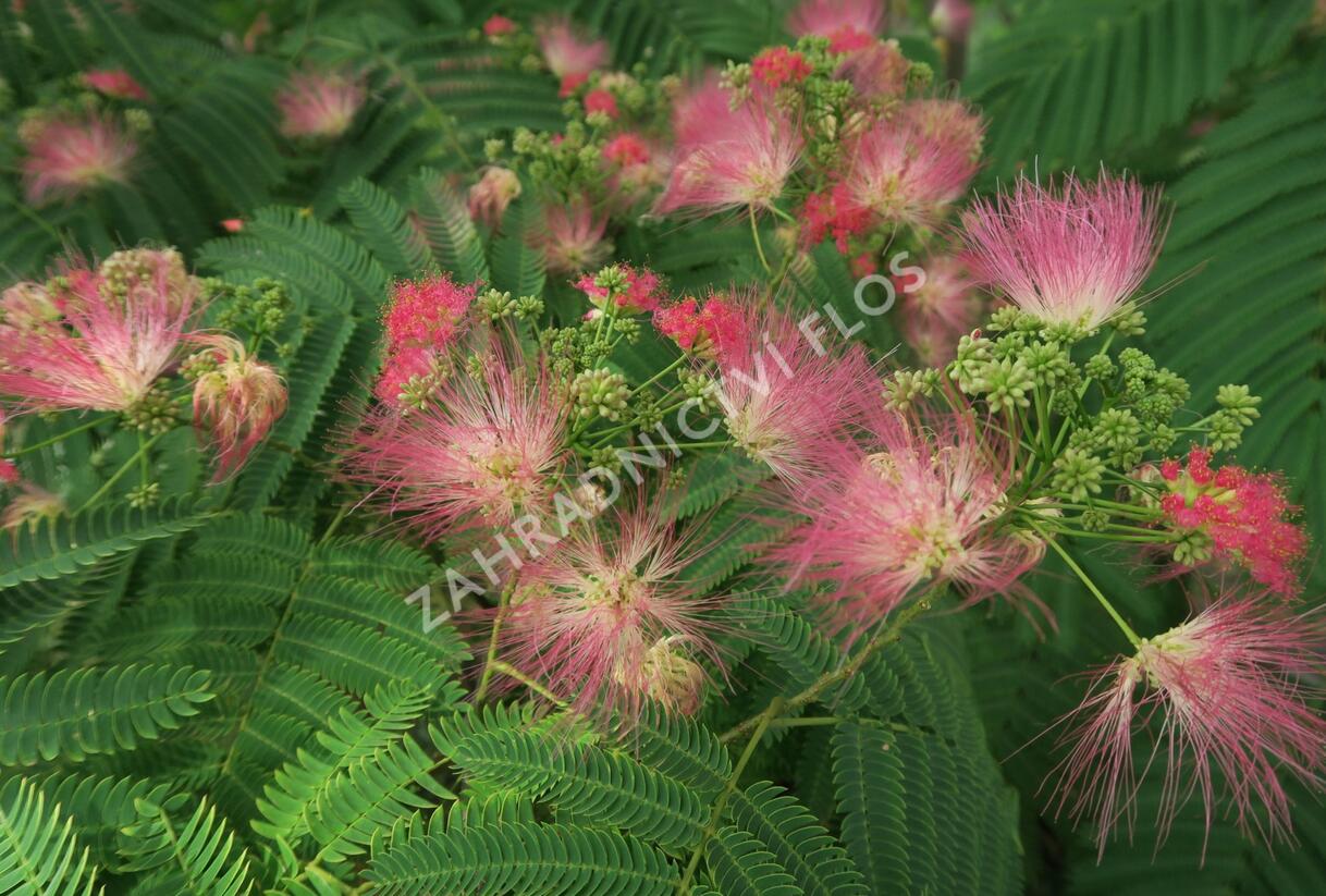 Kapinice, perská akácie - Albizia julibrissin
