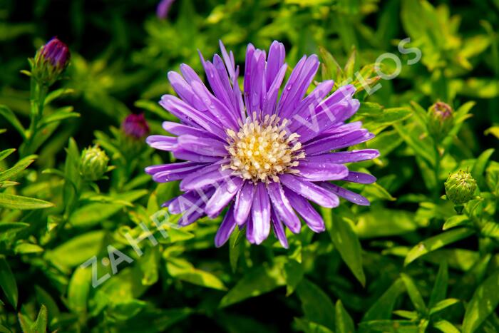 Hvězdnice keříčkovitá 'Island Samoa' - Aster dumosus 'Island Samoa'