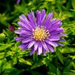 Hvězdnice keříčkovitá 'Island Samoa' - Aster dumosus 'Island Samoa'