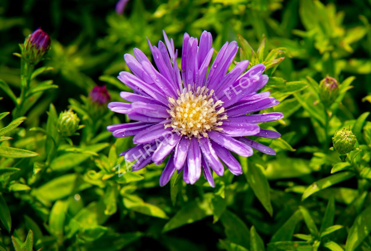 Hvězdnice keříčkovitá 'Island Samoa' - Aster dumosus 'Island Samoa'