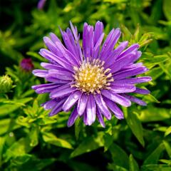 Hvězdnice keříčkovitá 'Island Samoa' - Aster dumosus 'Island Samoa'