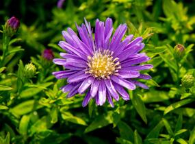 Hvězdnice keříčkovitá 'Island Samoa' - Aster dumosus 'Island Samoa'