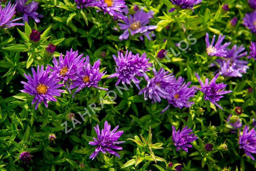 Hvězdnice keříčkovitá 'Island Samoa' - Aster dumosus 'Island Samoa'