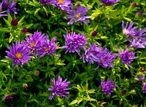 Hvězdnice keříčkovitá 'Island Samoa' - Aster dumosus 'Island Samoa'