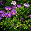 Hvězdnice keříčkovitá 'Island Samoa' - Aster dumosus 'Island Samoa'