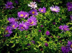 Hvězdnice keříčkovitá 'Island Samoa' - Aster dumosus 'Island Samoa'
