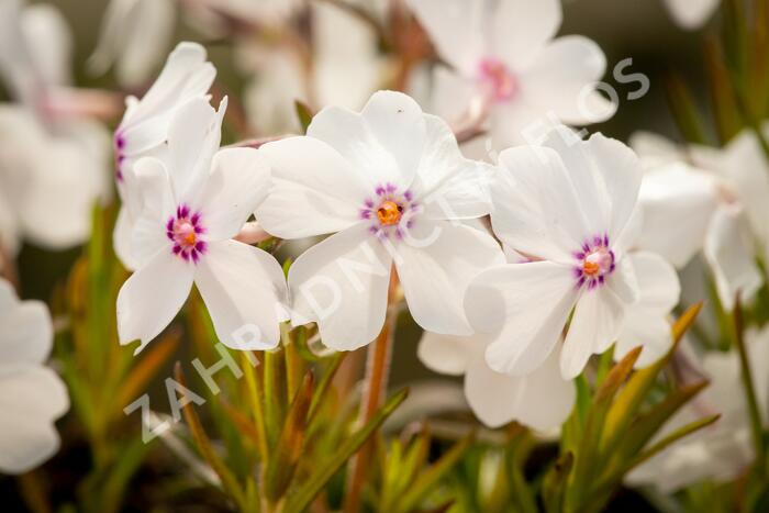 Plamenka šídlovitá 'Pharao mix' - Phlox subulata 'Pharao mix'