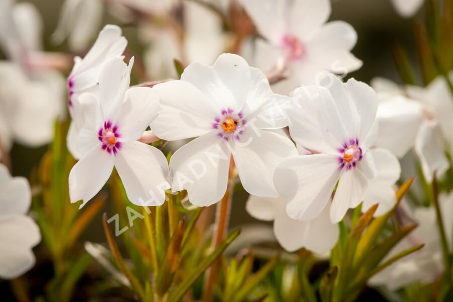 Plamenka šídlovitá 'Pharao mix' - Phlox subulata 'Pharao mix'