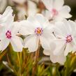 Plamenka šídlovitá 'Pharao mix' - Phlox subulata 'Pharao mix'