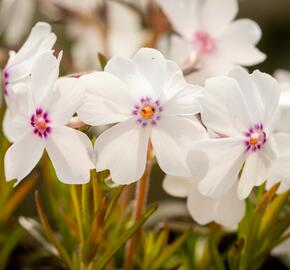 Plamenka šídlovitá 'Pharao mix' - Phlox subulata 'Pharao mix'