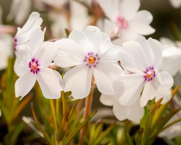 Plamenka šídlovitá 'Pharao mix'