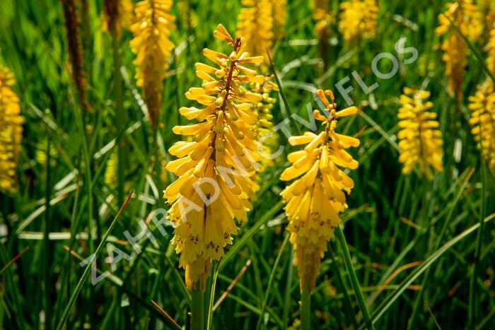 Kleopatřina jehla 'Sunningdale Yellow' - Kniphofia 'Sunningdale Yellow'