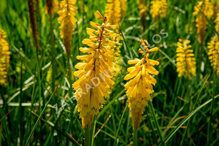 Kleopatřina jehla 'Sunningdale Yellow' - Kniphofia 'Sunningdale Yellow'