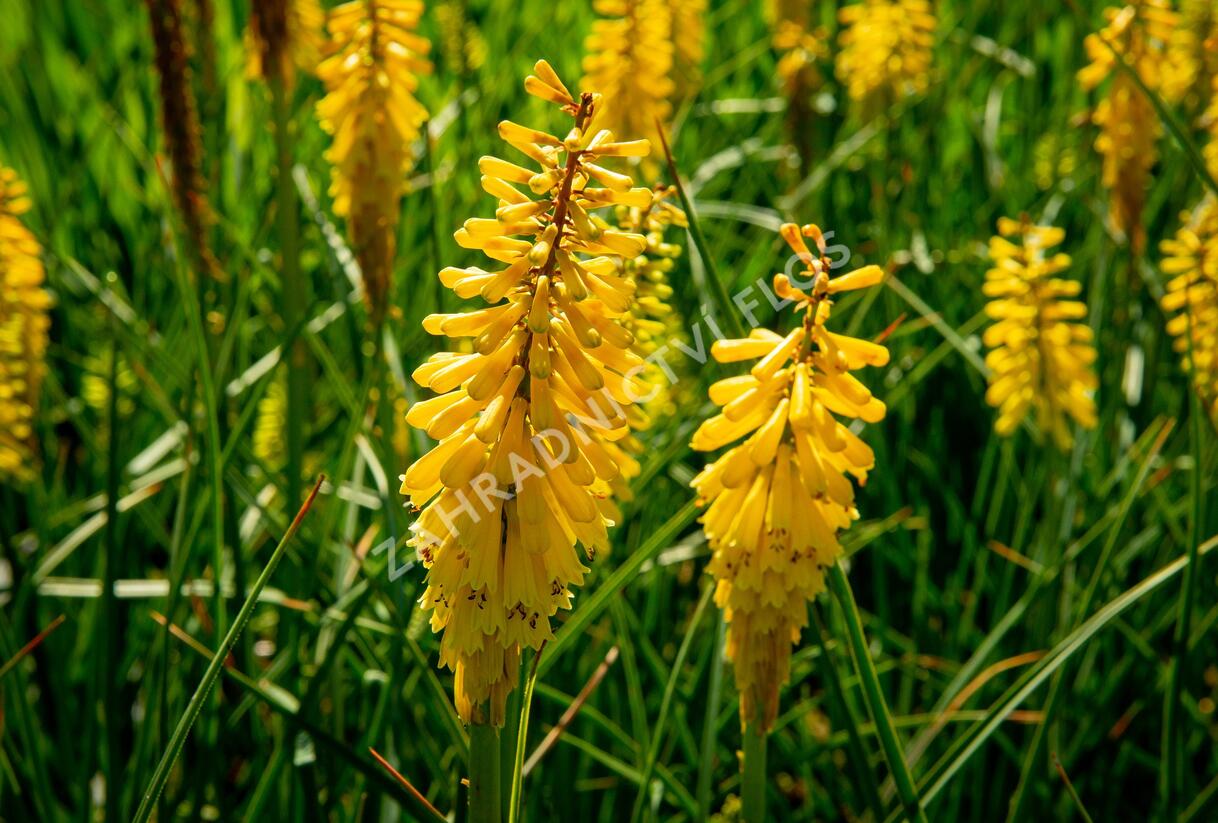 Kleopatřina jehla 'Sunningdale Yellow' - Kniphofia 'Sunningdale Yellow'