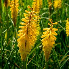 Kleopatřina jehla 'Sunningdale Yellow' - Kniphofia 'Sunningdale Yellow'