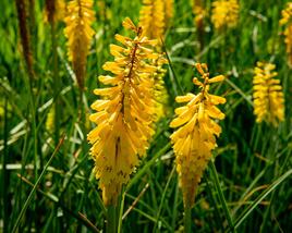 Kleopatřina jehla 'Sunningdale Yellow'