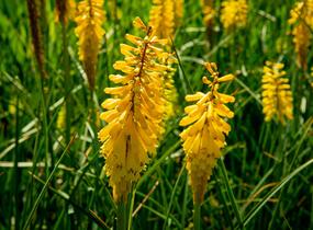 Kleopatřina jehla 'Sunningdale Yellow' - Kniphofia 'Sunningdale Yellow'