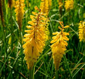 Kleopatřina jehla 'Sunningdale Yellow' - Kniphofia 'Sunningdale Yellow'