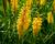 Kleopatřina jehla 'Sunningdale Yellow'