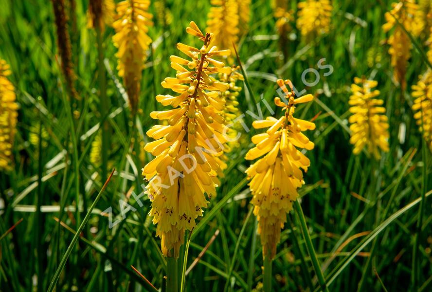 Kleopatřina jehla 'Sunningdale Yellow' - Kniphofia 'Sunningdale Yellow'