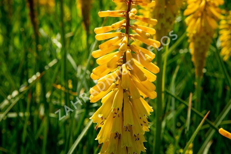 Kleopatřina jehla 'Sunningdale Yellow' - Kniphofia 'Sunningdale Yellow'
