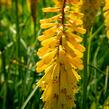 Kleopatřina jehla 'Sunningdale Yellow' - Kniphofia 'Sunningdale Yellow'