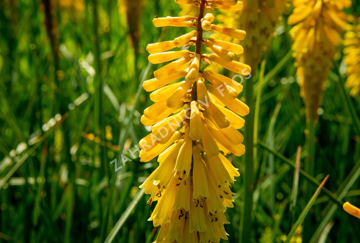 Kleopatřina jehla 'Sunningdale Yellow' - Kniphofia 'Sunningdale Yellow'