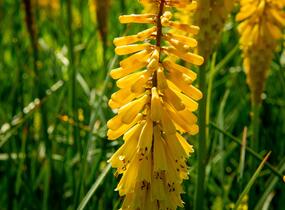 Kleopatřina jehla 'Sunningdale Yellow' - Kniphofia 'Sunningdale Yellow'