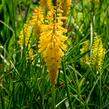 Kleopatřina jehla 'Sunningdale Yellow' - Kniphofia 'Sunningdale Yellow'