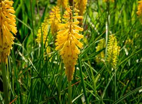 Kleopatřina jehla 'Sunningdale Yellow' - Kniphofia 'Sunningdale Yellow'