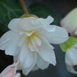 Begónie 'I'conia Miss Montreal' - Begonia 'I'conia Miss Montreal'