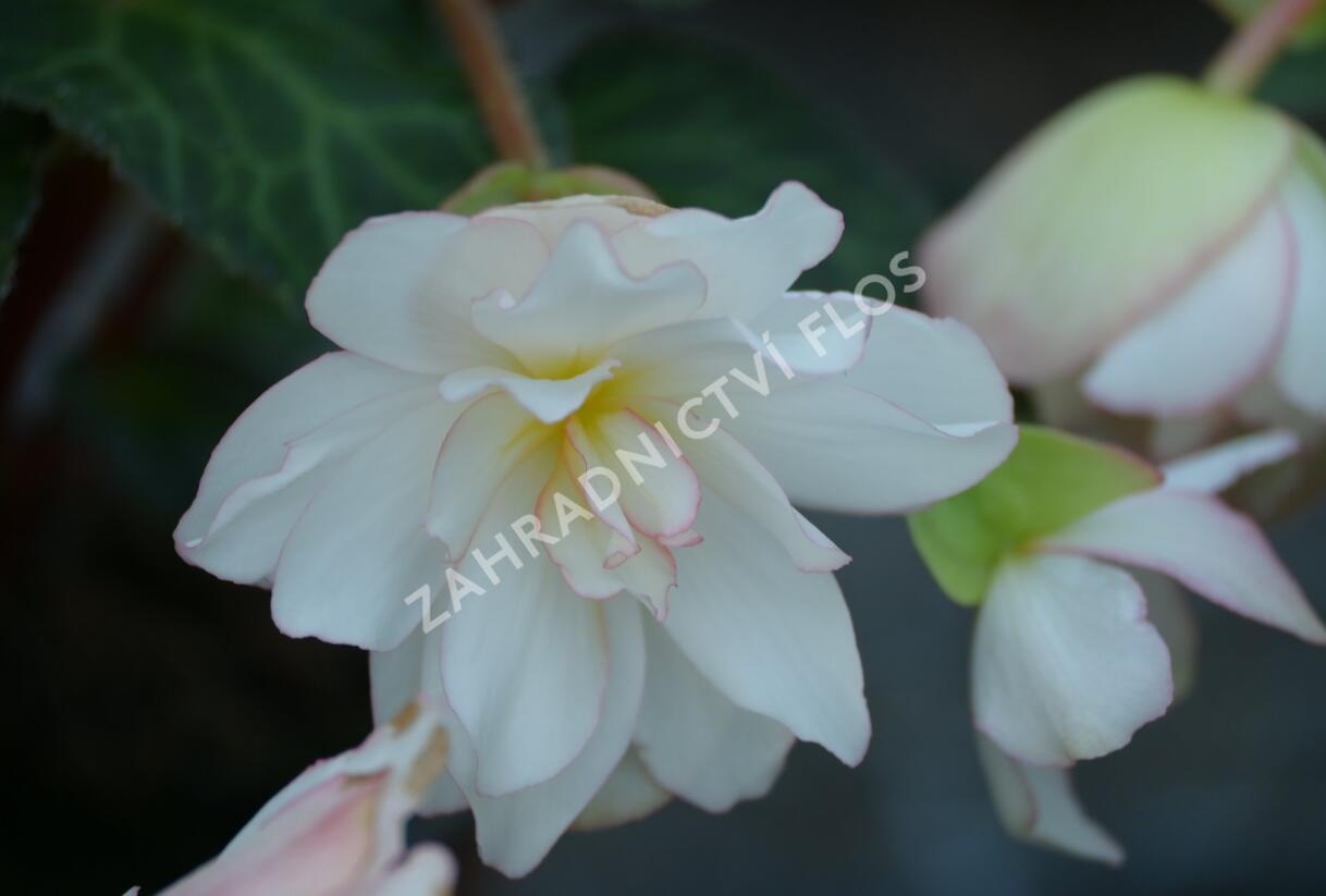 Begónie 'I'conia Miss Montreal' - Begonia 'I'conia Miss Montreal'