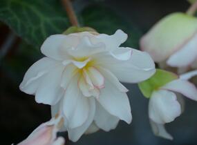 Begónie 'I'conia Miss Montreal' - Begonia 'I'conia Miss Montreal'
