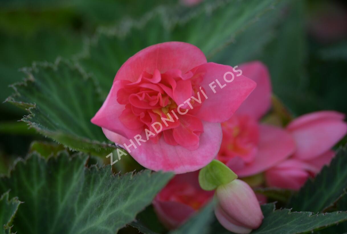 Begónie 'I'conia Portofino First Kiss' - Begonia 'I'conia Portofino First Kiss'