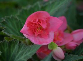 Begónie 'I'conia Portofino First Kiss' - Begonia 'I'conia Portofino First Kiss'