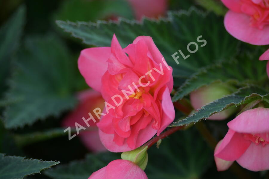 Begónie 'I'conia Portofino First Kiss' - Begonia 'I'conia Portofino First Kiss'