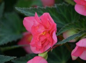 Begónie 'I'conia Portofino First Kiss' - Begonia 'I'conia Portofino First Kiss'