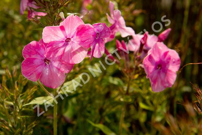 Plamenka latnatá 'Flame Light Pink' - Phlox paniculata 'Flame Light Pink'