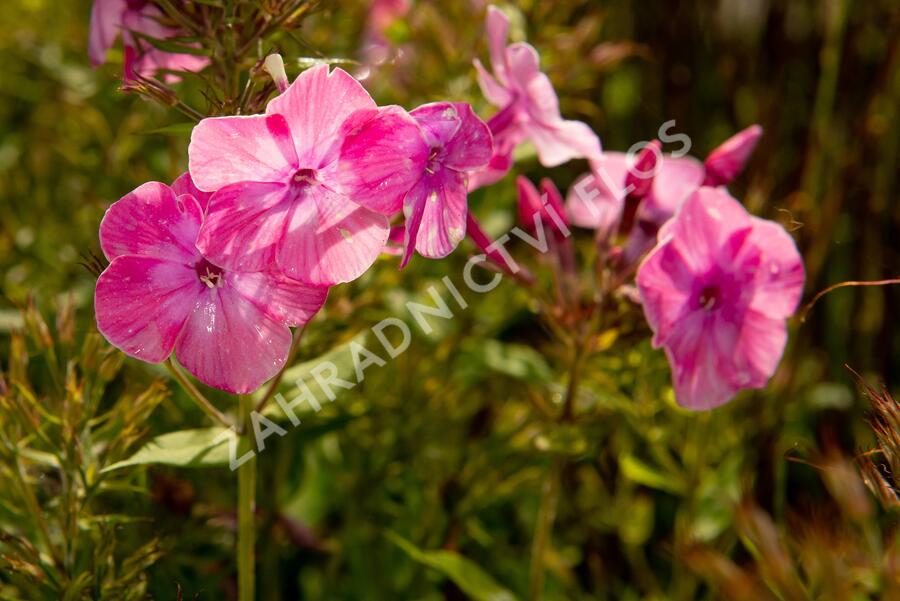 Plamenka latnatá 'Flame Light Pink' - Phlox paniculata 'Flame Light Pink'