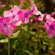 Plamenka latnatá 'Flame Light Pink' - Phlox paniculata 'Flame Light Pink'