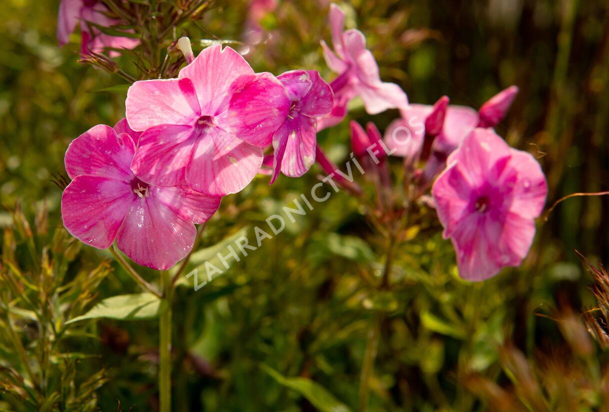 Plamenka latnatá 'Flame Light Pink' - Phlox paniculata 'Flame Light Pink'