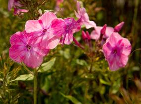 Plamenka latnatá 'Flame Light Pink' - Phlox paniculata 'Flame Light Pink'