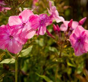 Plamenka latnatá 'Flame Light Pink' - Phlox paniculata 'Flame Light Pink'