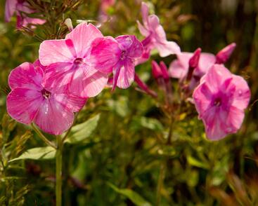 Plamenka latnatá 'Flame Light Pink'