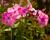 Plamenka latnatá 'Flame Light Pink'