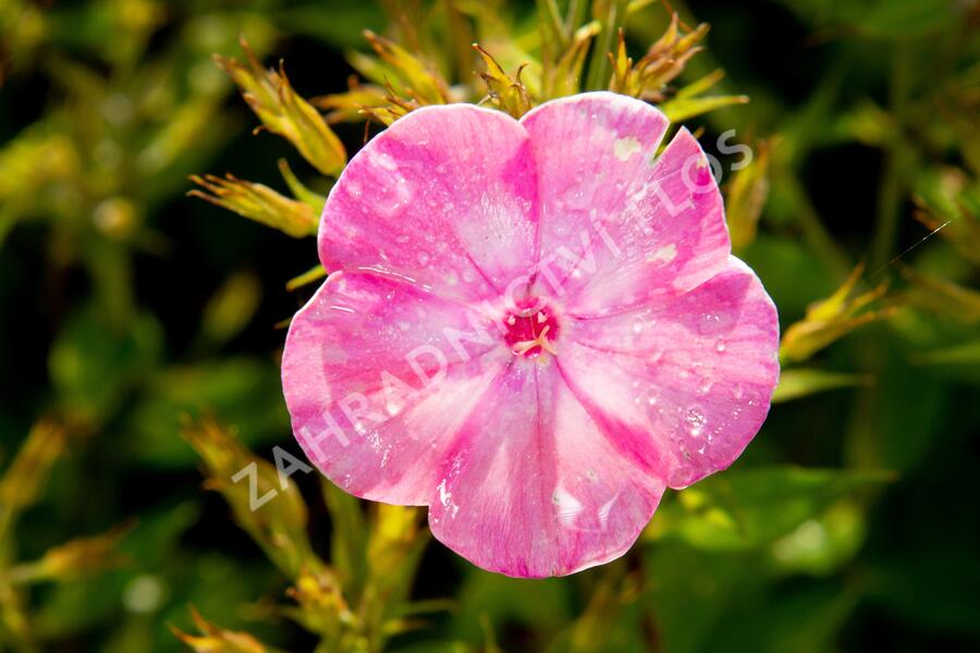 Plamenka latnatá 'Flame Light Pink' - Phlox paniculata 'Flame Light Pink'