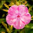 Plamenka latnatá 'Flame Light Pink' - Phlox paniculata 'Flame Light Pink'